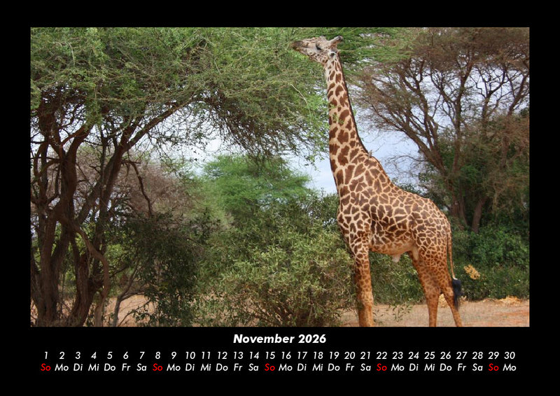 Giraffen Fotokalender 2026 - 11