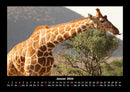 Giraffen Fotokalender 2026 - 1