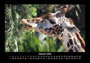 Giraffen Fotokalender 2026 - 2