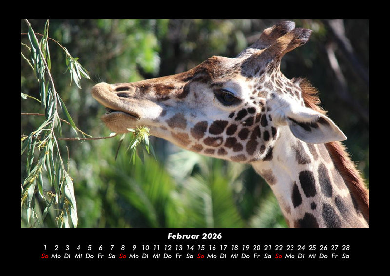 Giraffen Fotokalender 2026 - 2