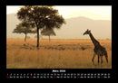 Giraffen Fotokalender 2026 - 3