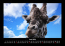 Giraffen Fotokalender 2026 - 6