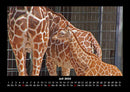 Giraffen Fotokalender 2026 - 7