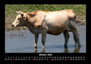 Kuhkalender Fotokalender 2026 - 10