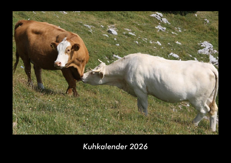 Kuhkalender Fotokalender 2026 - Hauptbild
