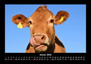 Kuhkalender Fotokalender 2026 - 1