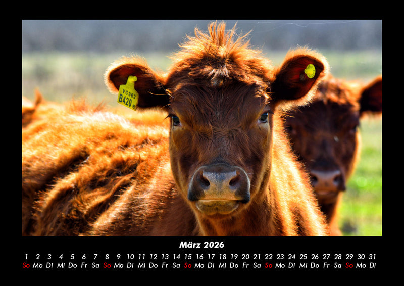 Kuhkalender Fotokalender 2026 - 3