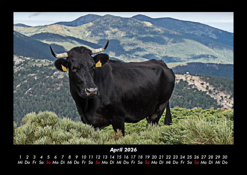 Kuhkalender Fotokalender 2026 - 4