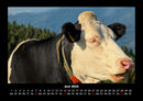 Kuhkalender Fotokalender 2026 - 6
