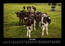 Kuhkalender Fotokalender 2026 - 7