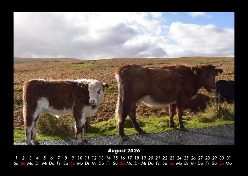 Kuhkalender Fotokalender 2026 - 8