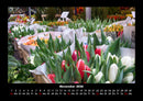 Blumenzauber Fotokalender 2026 - 11