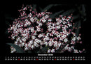 Blumenzauber Fotokalender 2026 - 12