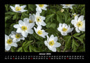 Blumenzauber Fotokalender 2026 - 1