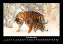 Tiger Fotokalender 2026 - 12