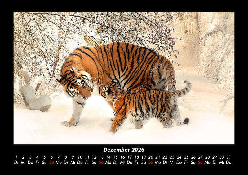 Tiger Fotokalender 2026 - 12