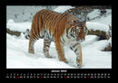 Tiger Fotokalender 2026 - 1