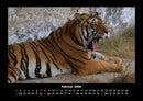 Tiger Fotokalender 2026 - 2