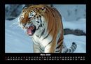 Tiger Fotokalender 2026 - 3