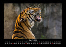 Tiger Fotokalender 2026 - 4
