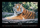 Tiger Fotokalender 2026 - 5