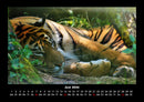 Tiger Fotokalender 2026 - 6