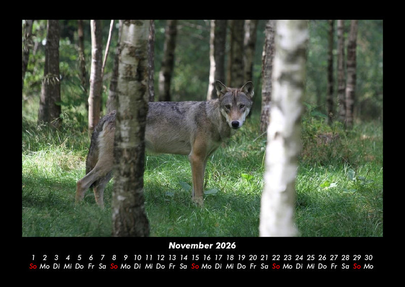 Bäume Fotokalender 2026 - 11