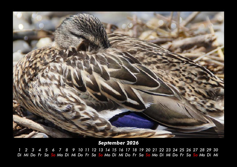 Enten Fotokalender 2026 - 9