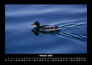 Enten Fotokalender 2026 - 10