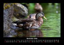 Enten Fotokalender 2026 - 11