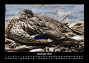 Enten Fotokalender 2026 - 12