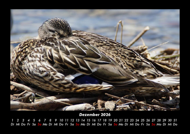 Enten Fotokalender 2026 - 12
