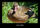 Enten Fotokalender 2026 - Hauptbild