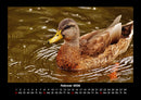 Enten Fotokalender 2026 - 2
