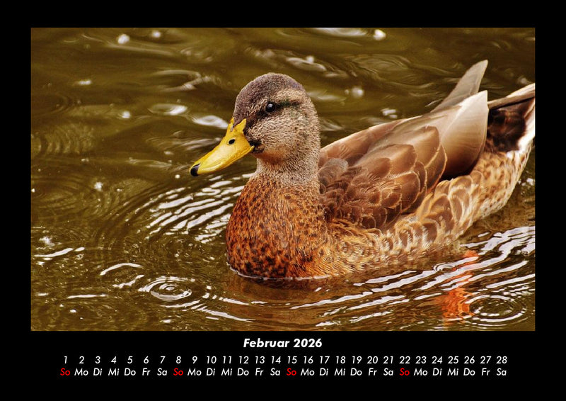 Enten Fotokalender 2026 - 2
