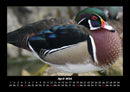 Enten Fotokalender 2026 - 4