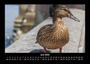 Enten Fotokalender 2026 - 6