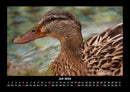 Enten Fotokalender 2026 - 7