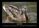 Enten Fotokalender 2026 - 8
