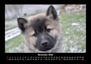 Hundezauber Fotokalender 2026 - 11