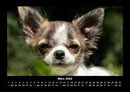 Hundezauber Fotokalender 2026 - 3