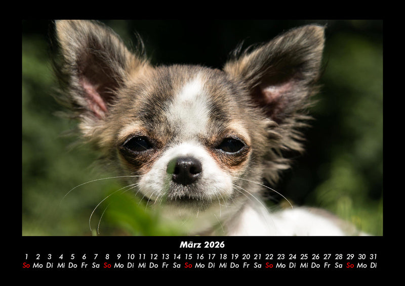 Hundezauber Fotokalender 2026 - 3