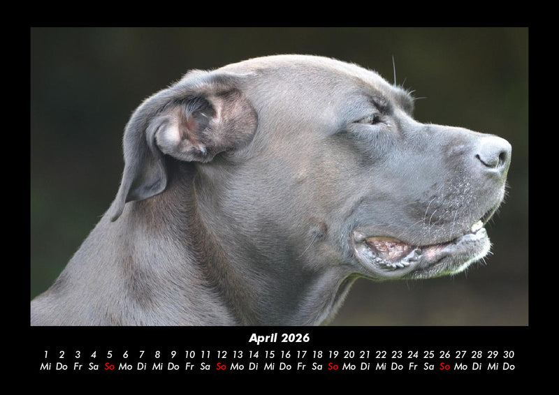 Hundezauber Fotokalender 2026 - 4