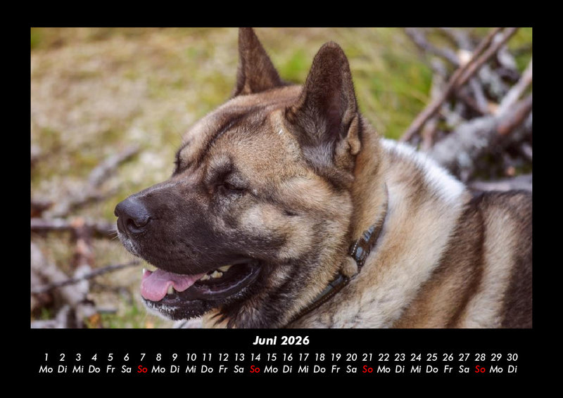 Hundezauber Fotokalender 2026 - 6