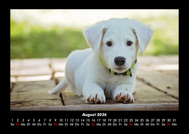 Hundezauber Fotokalender 2026 - 8