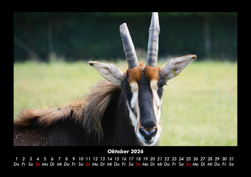 Welt der Tiere Fotokalender 2026 - 10
