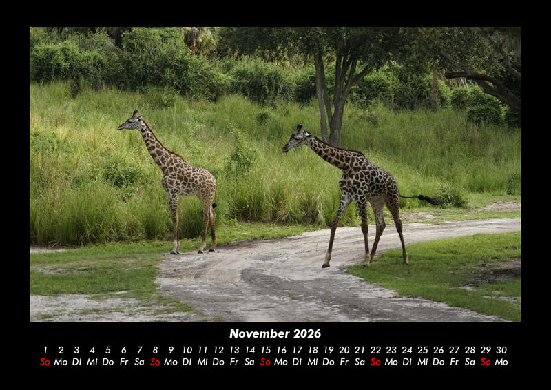 Welt der Tiere Fotokalender 2026 - 11
