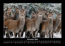Welt der Tiere Fotokalender 2026 - 12