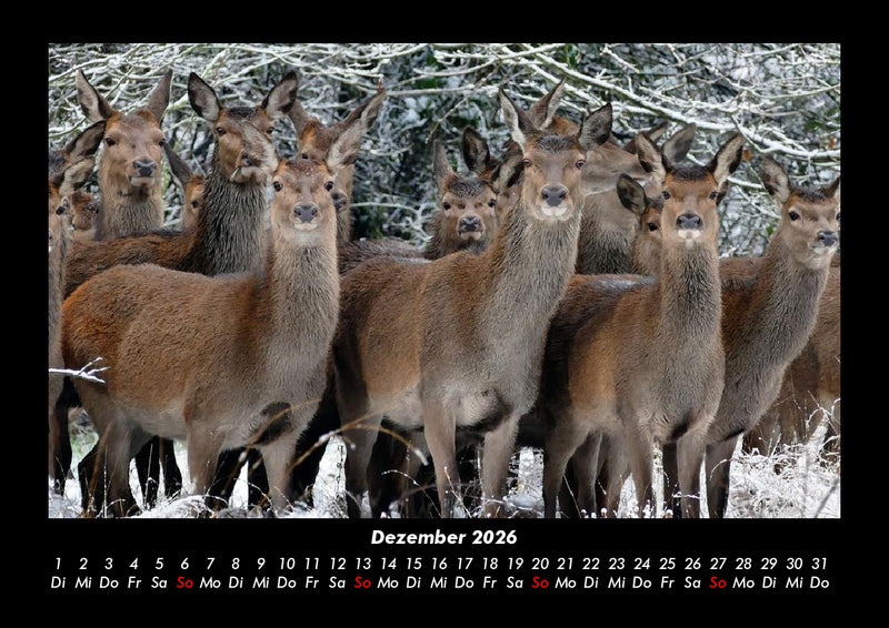 Welt der Tiere Fotokalender 2026 - 12
