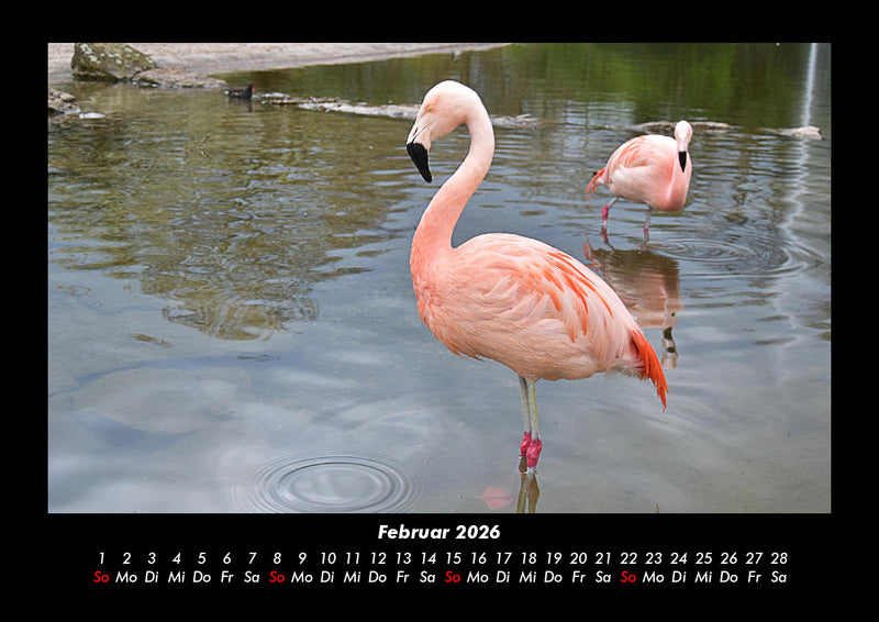 Welt der Tiere Fotokalender 2026 - 2
